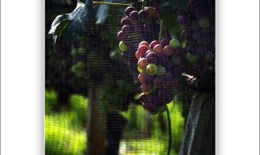 포도가 익어가는 마을