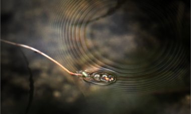 베토벤교향곡 9번 합창