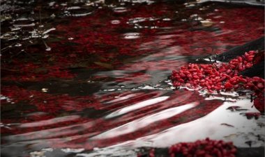 식지 않는 정열