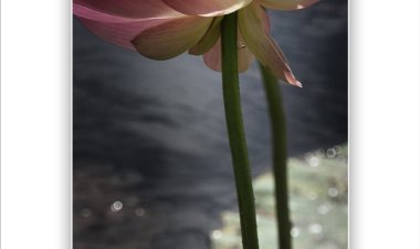 나의 여름이야기