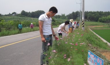 계절 잊은 코스모스