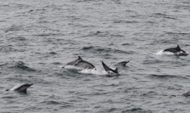 고래바다여행선, 참돌고래떼 발견