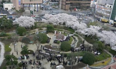 시청광장 벚꽃석화 활짝 피었네요