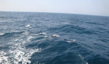 울산 앞바다 올해 첫 고래떼 발견