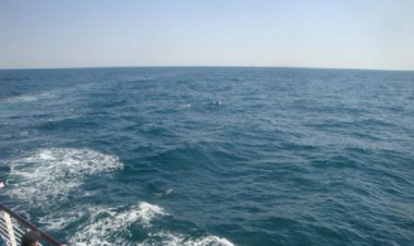 고래축제 개막일에 고래떼 발견