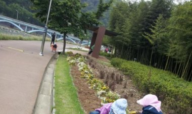 멀쩡한 꽃을 뽑고 새꽃을심는 태화강관리단