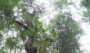 십리대밭, 뻐꾸기나무를 아시나요!