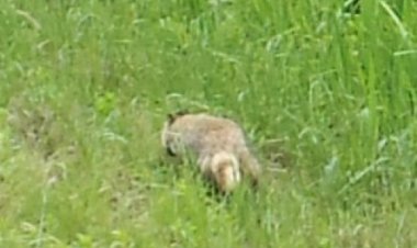 십리대밭에 너구리가 나타났다.