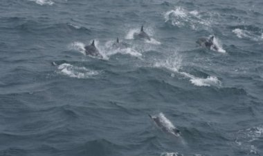 고래바다여행선, 21일 참돌고래떼 발견