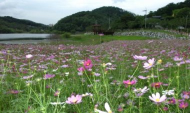 선암호수공원에 활짝 핀 코스모스