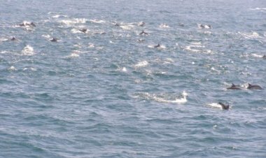 울산 앞바다 참고래떼 6000마리 발견