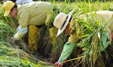 울주군, 쓰러진 벼 세우기 일손돕기 실시