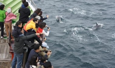 고래바다여행선 참돌고래떼 1,000여마리 발견