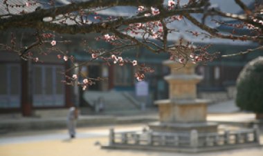 양산 통도사의 봄 전령사 홍매화""