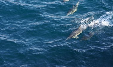 고래야 반갑다, 고래바다여행크루즈선 참돌고래떼 발견