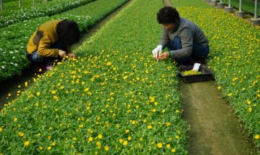 농기센터 초화양묘장 봄꽃, 화사한 봄맞이 준비 완료
