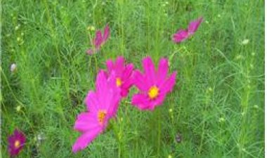 태화강대공원 코스모스 꽃망울 장관