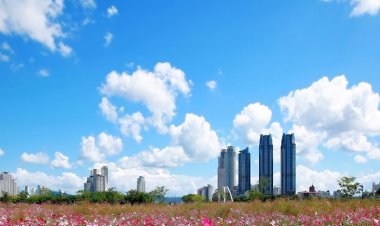 태화강 대공원에 만개한 코스모스