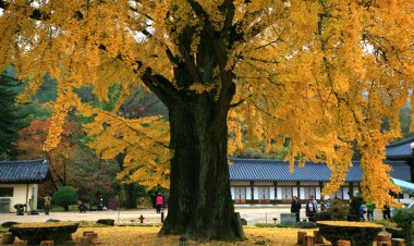 운문사 은행나무 개방