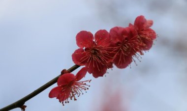양산 원동 순매원의 봄