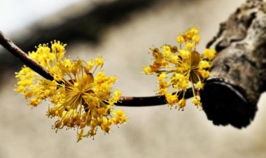 산수유 꽃담길 따라...