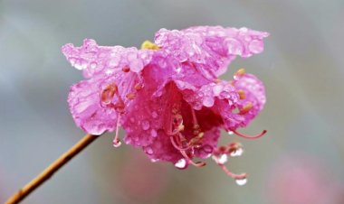 봄비에 진달래꽃물 들다.