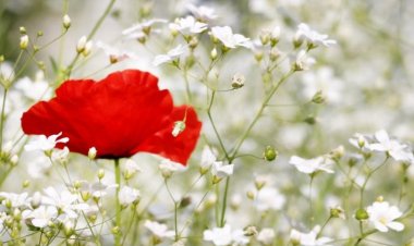 태화뜰의 양귀비 잔치...