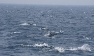 고래바다여행선, 8월 휴가철 이틀 연속 참돌고래떼 발견
