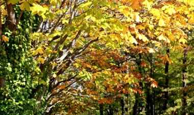 문수 마로니에길