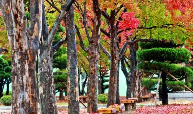 울산공업고등학교 교정의 가을