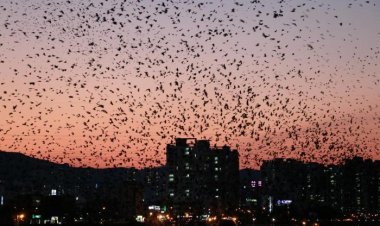 태화강 갈마마귀 떼...,