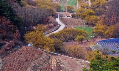 경북 의성 화전리 산수유 마을의 봄