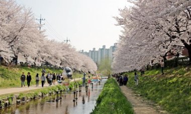 궁거랑에 벚꽃이 활짝 피었습니다.
