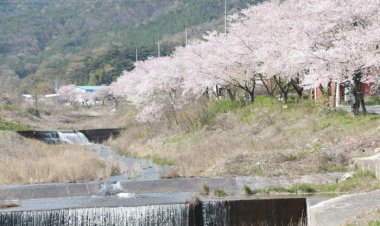 두서면 차리 벚꽃길