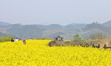 주남저수지의 유채꽃...
