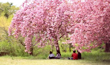 경주 불국사 왕벚 나들이...