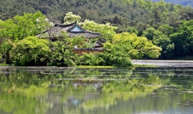 밀양 위양지의 봄