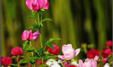 태화강 대공원의 작약