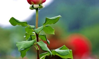 울산대공원 장미축제 5일째