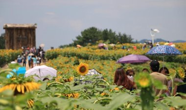 함안 강주 해바라기 축제