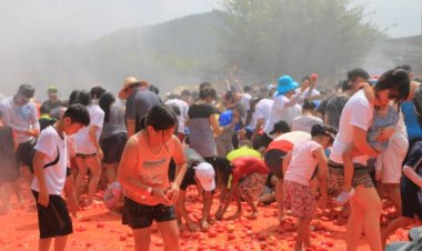 금을 찾아라! '화천 토마토 축제'