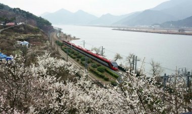 양산시 '봄의 전령 원동 매화축제' 내달 18일 개막