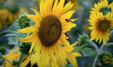 울산 태화강변 해바라기 ‘만개’