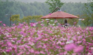 가을의 전령사 코스모스 향기속으로....