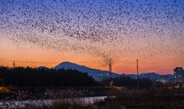 삼호대숲을 다시 찾은 ‘떼까마귀’