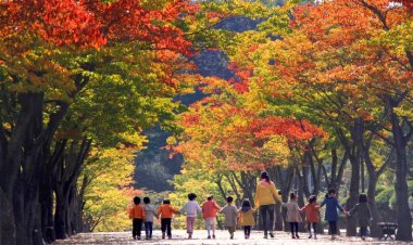 울산 형형색색 수 놓은 가을빛 단풍....