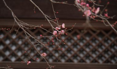 봄을 기다리는 홍매화