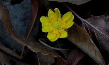 봄의 전령사 복수초"개화"