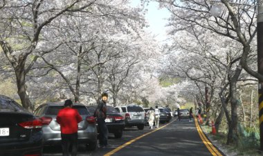 벚꽃 속에 펼쳐진 제5회 남목3동 벚꽃축제