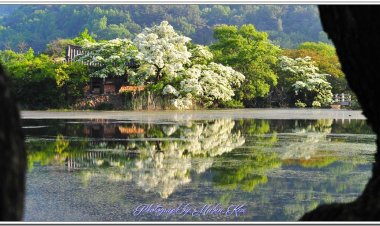 아름다운 위양지 이팝나무 꽃 장관...